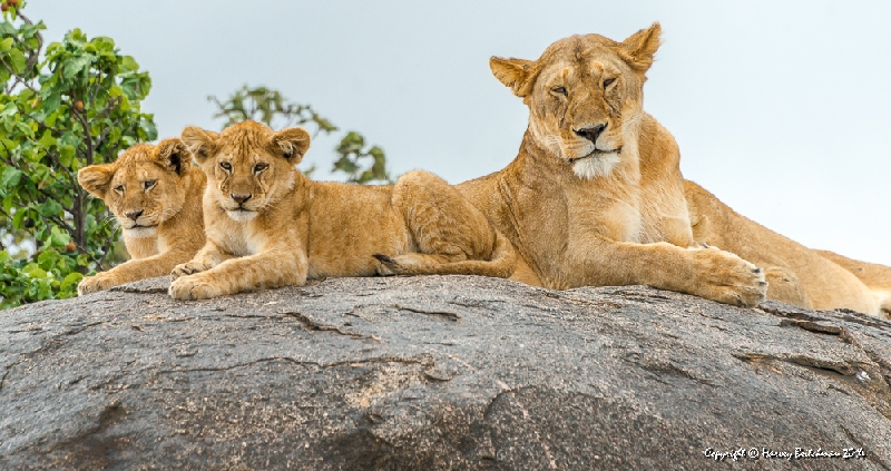 Surveying their kingdom_HBA1971.jpg